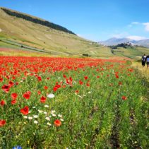 Passeggiatona per la fioritura di Castelluccio: un bagno nella meraviglia!