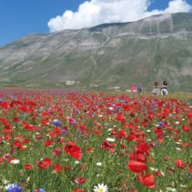 Passeggiatona fioritura 8 luglio 2018