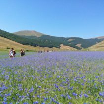 La fioritura di Castelluccio: un’immersione nello spettacolo vero!!