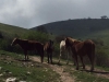 Escursione,trekking,assisi,monte,subasio,passeggiata
