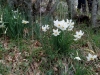 Escursione,trekking,assisi,monte,subasio,passeggiata