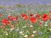 escursione,passeggiata,sibillini,fioritura,castelluccio