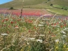 escursione,passeggiata,sibillini,fioritura,castelluccio2