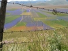 escursione,passeggiata,sibillini,fioritura,castelluccio