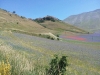 escursione,passeggiata,sibillini,fioritura,castelluccio