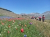 escursione,passeggiata,sibillini,fioritura,castelluccio