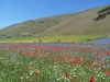 escursione,passeggiata,sibillini,fioritura,castelluccio