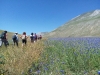 escursione,passeggiata,sibillini,fioritura,castelluccio