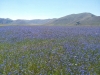 escursione,passeggiata,sibillini,fioritura,castelluccio