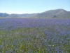 escursione,passeggiata,sibillini,fioritura,castelluccio