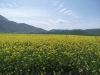 passeggiata fioritura castelluccio escursioni sibillini