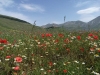 passeggiata fioritura castelluccio escursioni sibillini