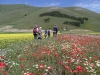 passeggiata fioritura castelluccio escursioni sibillini