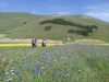 passeggiata fioritura castelluccio escursioni sibillini