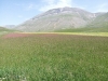 passeggiata fioritura castelluccio escursioni sibillini