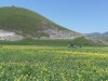 passeggiata fioritura castelluccio escursioni sibillini