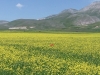 passeggiata fioritura castelluccio escursioni sibillini