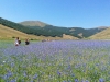 Escursione passeggiata per la fioritura di Castelluccio di Norcia