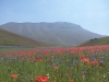 Escursione passeggiata per la fioritura di Castelluccio di Norcia