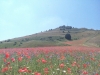 Escursione passeggiata per la fioritura di Castelluccio di Norcia