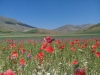 Escursione passeggiata per la fioritura di Castelluccio di Norcia