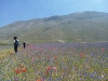 Escursione passeggiata per la fioritura di Castelluccio di Norcia