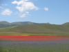 Escursioni,passeggiate,fioritura castelluccio,norcia,monti sibillini