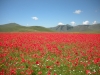 Escursioni,passeggiate,fioritura castelluccio,norcia,monti sibillini