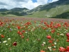 Escursioni,passeggiate,fioritura castelluccio,norcia,monti sibillini