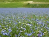 Escursioni,passeggiate,fioritura castelluccio,norcia,monti sibillini