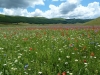 Escursioni,passeggiate,fioritura castelluccio,norcia,monti sibillini