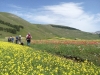 Escursioni,passeggiate,fioritura castelluccio,norcia,monti sibillini