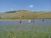 Escursioni,passeggiate,fioritura castelluccio,norcia,monti sibillini