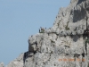 escursioni,montebove,camosci,montisibillini,outdoor