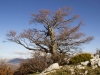 escursione-monte-cardosa-sibillini0