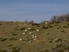 escursione-monte-cardosa-sibillini7