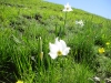 escursione Sibillini monte patino castelluccio norcia, Trekking, outdoor