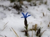 genzianella-neve