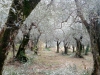 uliveti-umbria