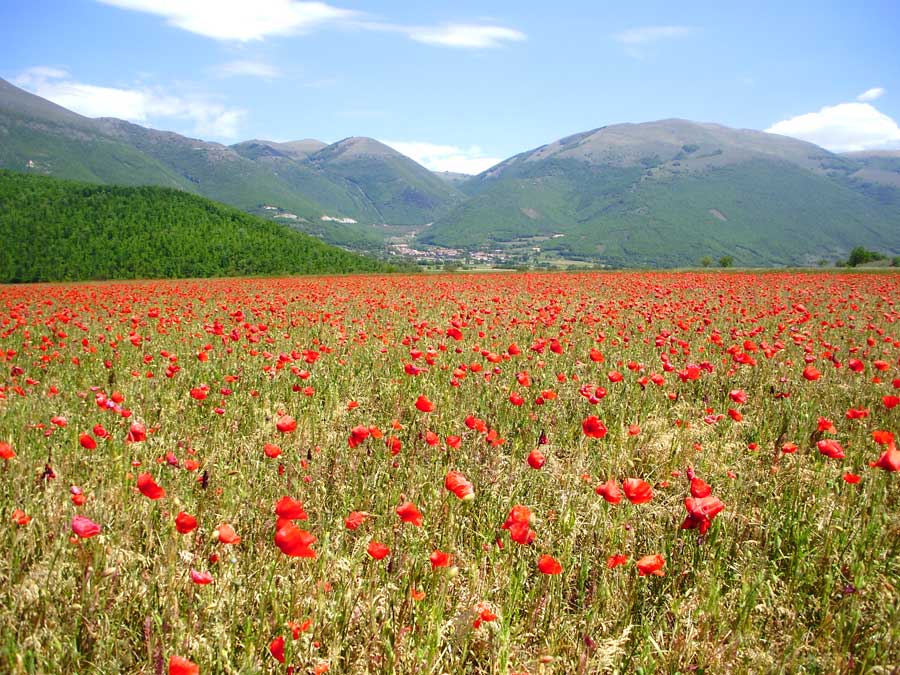La grande fioritura della piana di Norcia