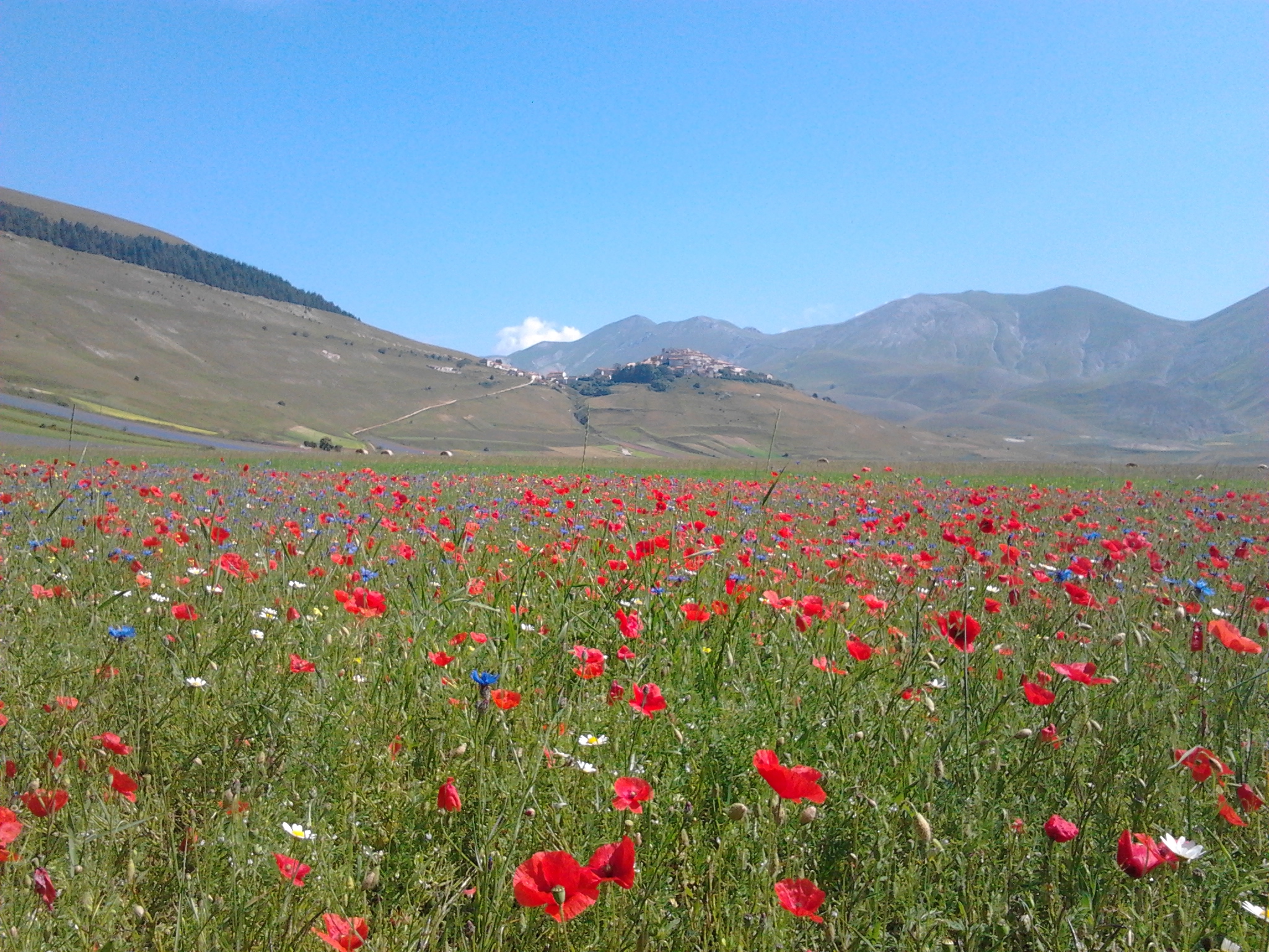 LA FIORITURA DI CASTELLUCCIO....E MOLTO DI PIU' Un tuffo tra i fiori