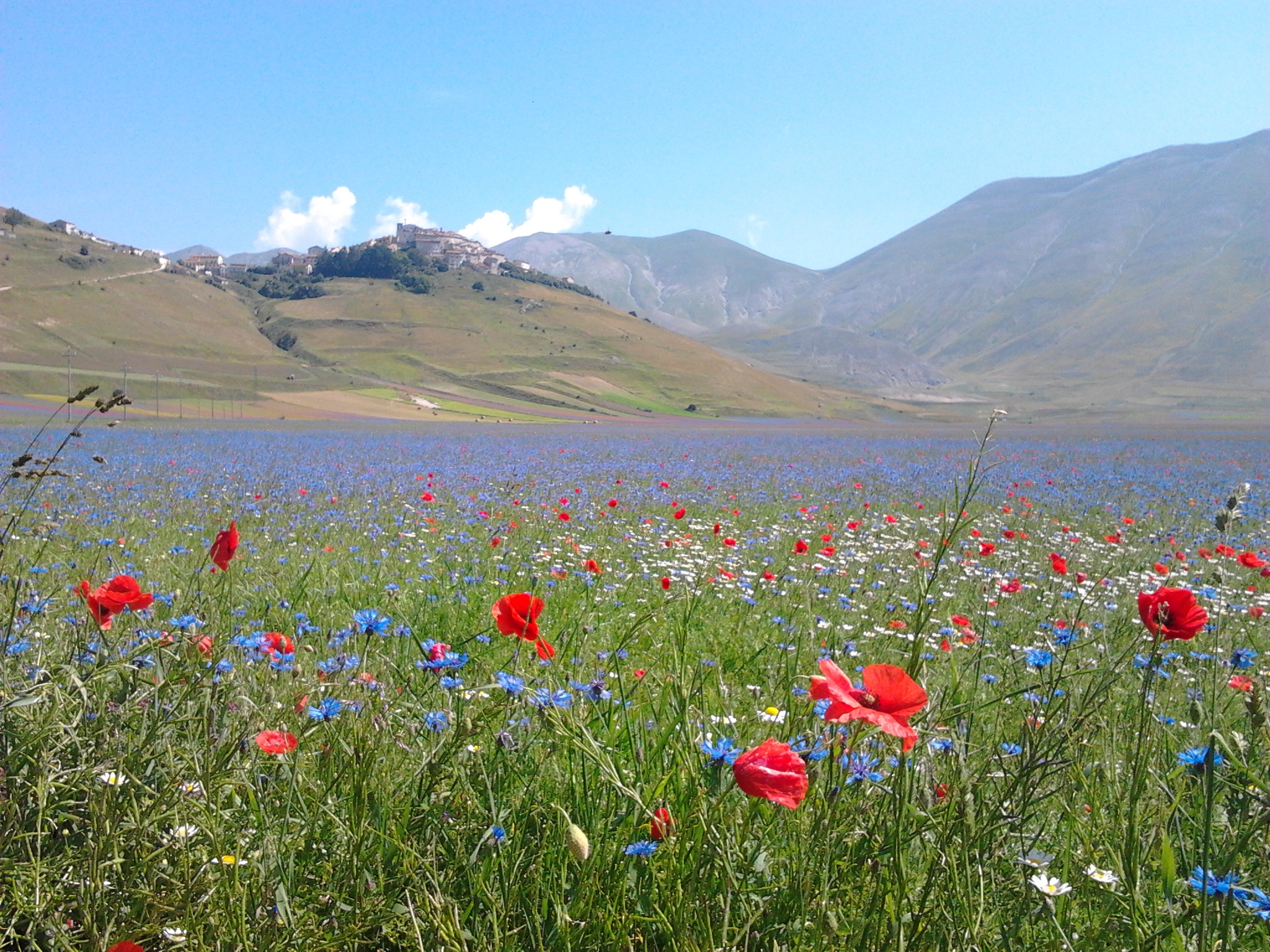 LA FIORITURA DI CASTELLUCCIO....E MOLTO DI PIU' Anello dal Pian Grande al Pian Piccolo