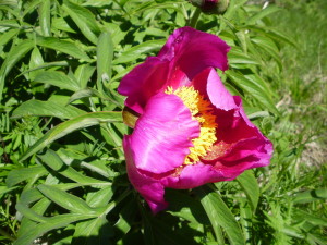 sibillini,trekking,umbria,escursione,fiori,peonia