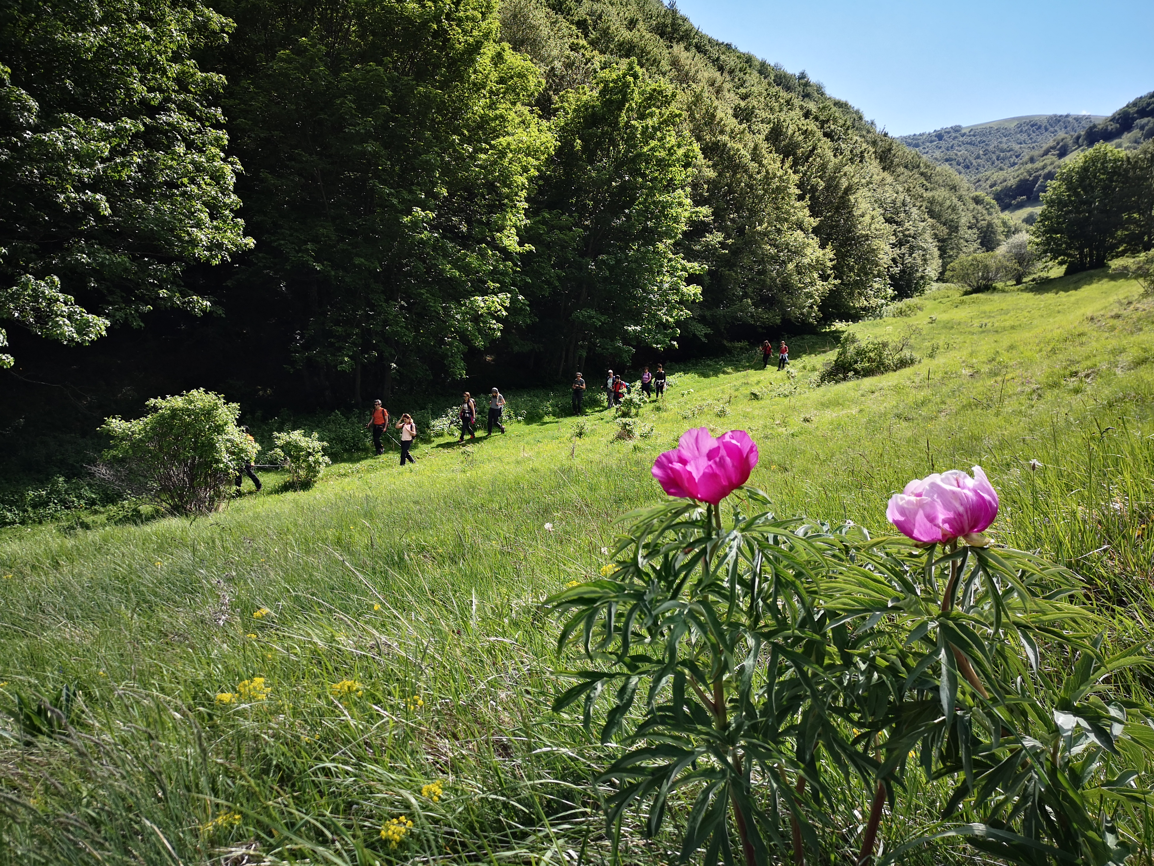 Le peonie del Monte delle Rose!