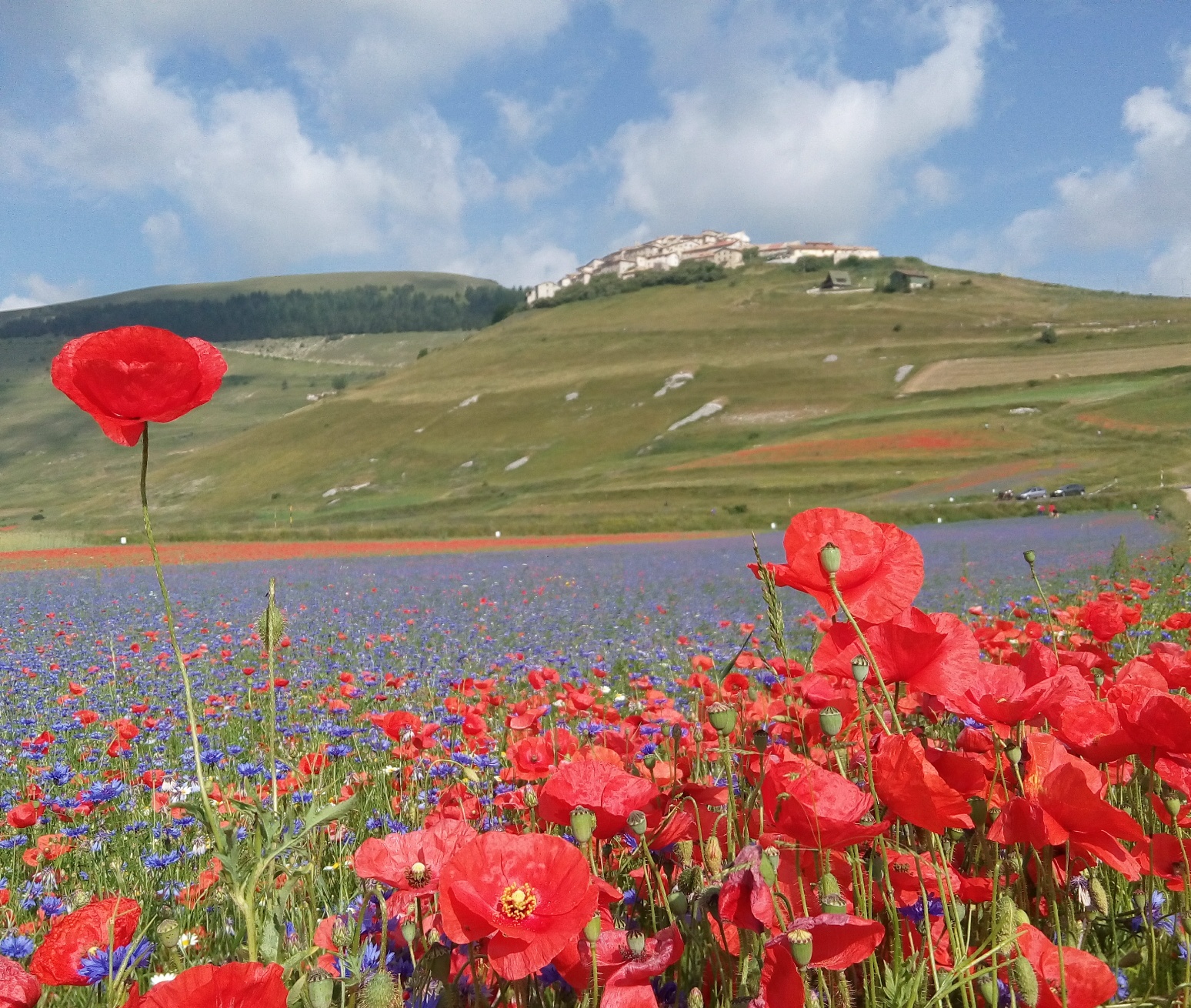 Un pomeriggio di immersione nella fioritura di Castelluccio: un vero spettacolo!!