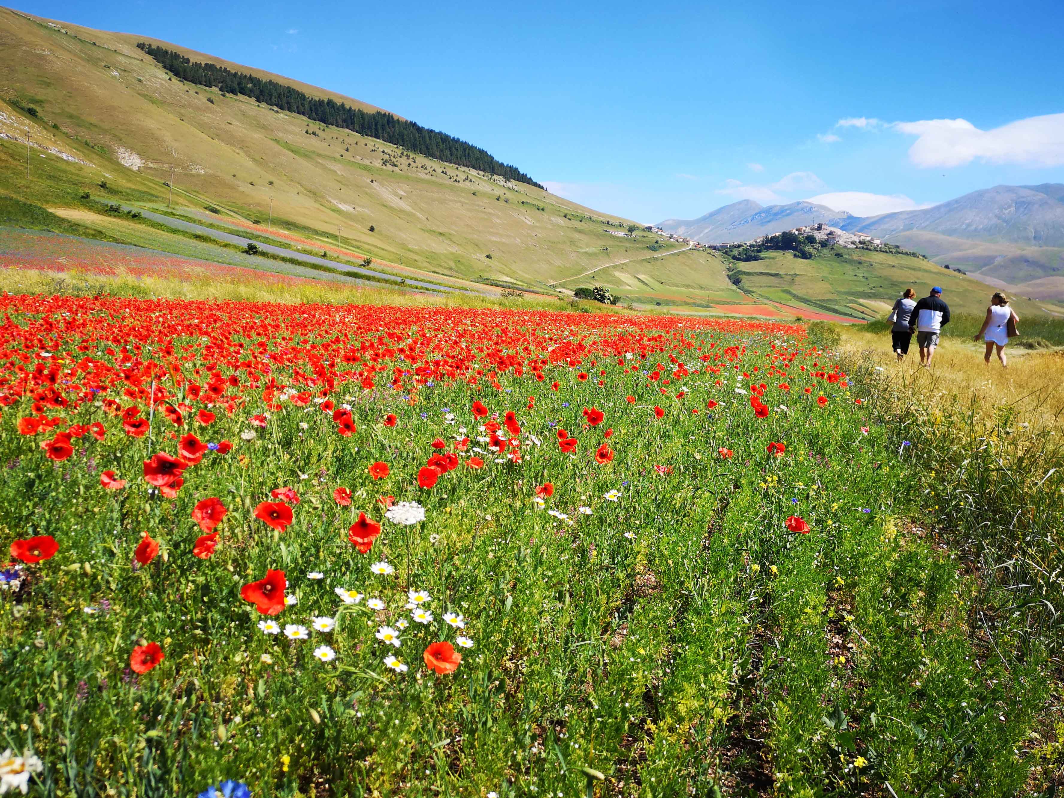 Passeggiatona per la fioritura di Castelluccio: un bagno nella meraviglia!