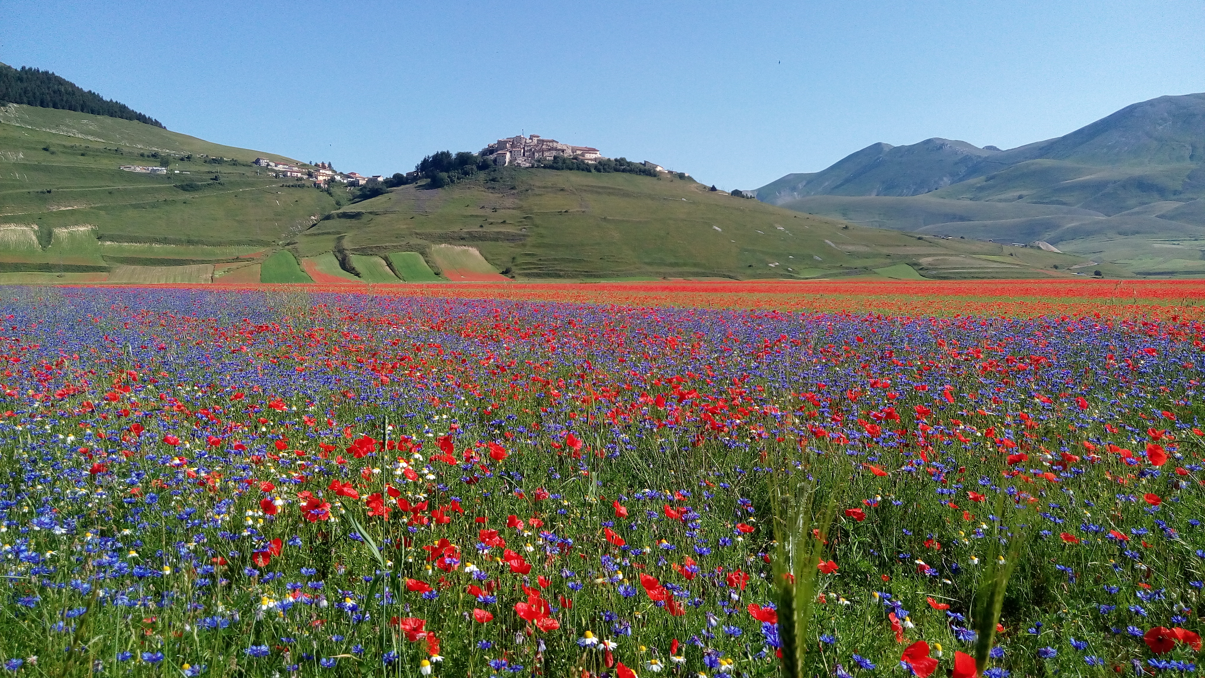 La fioritura di Castelluccio: un'immersione nello spettacolo!!