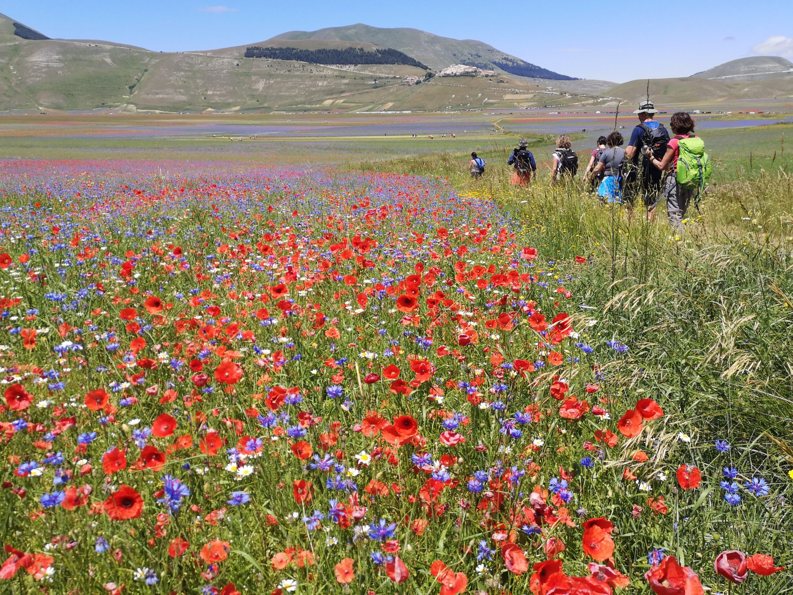 La fioritura di Castelluccio: un'immersione nella bellezza!!